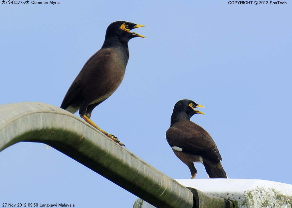 �J�o�C���n�b�J