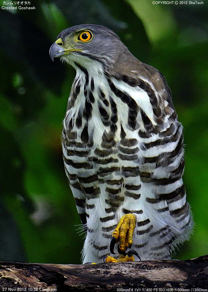 �J�������I�I�^�J