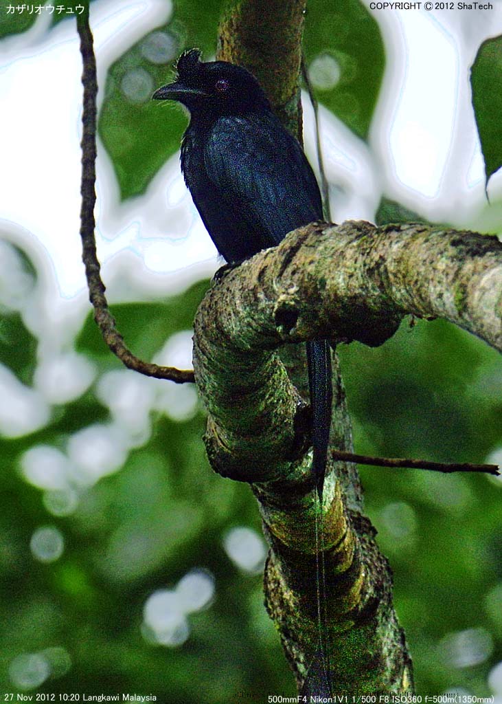 �J�U���I�E�`���E