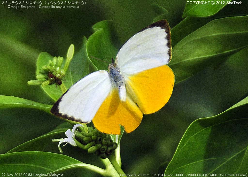 �L�V�^�E�X�L�V���`���E