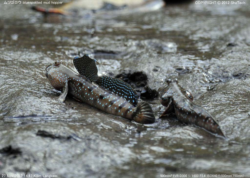 ���c�S���E�̒���