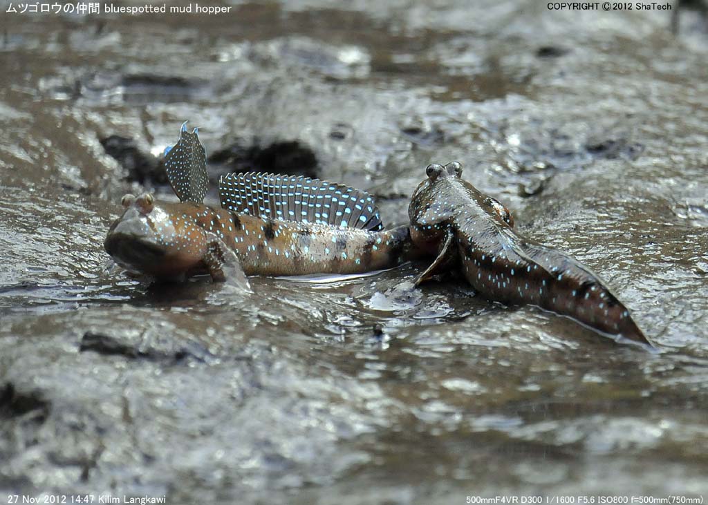 ���c�S���E�̒���