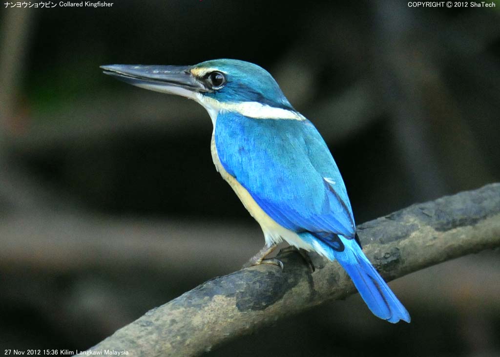 �i�����E�V���E�r��