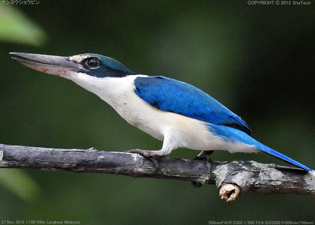 �i�����E�V���E�r��