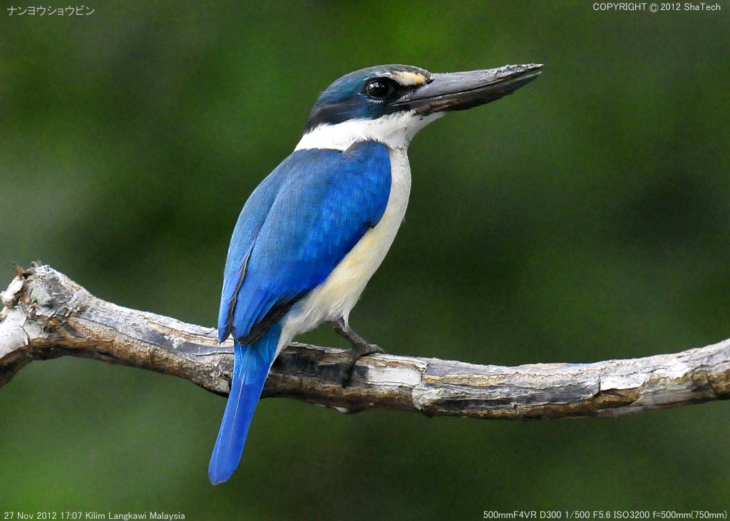 �i�����E�V���E�r��