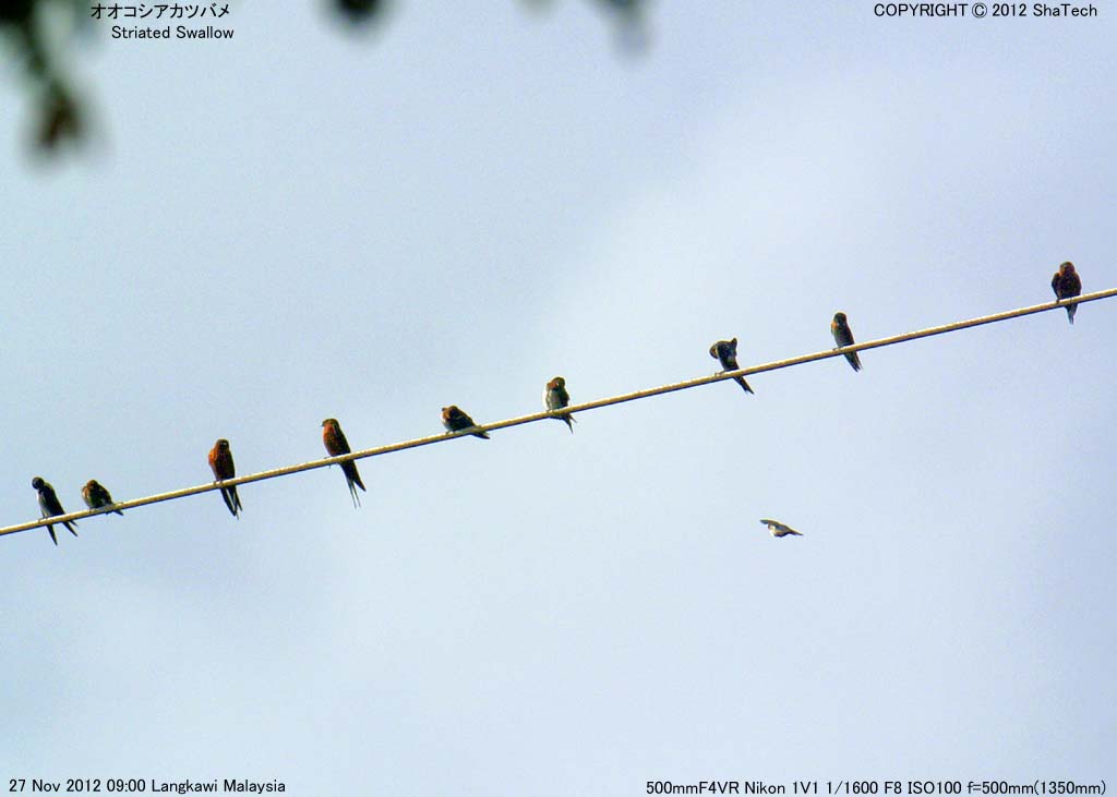 �I�I�R�V�A�J�c�o��