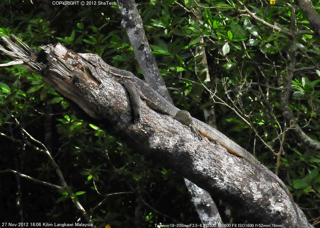 �I�I�g�J�Q