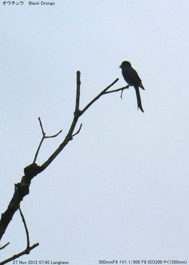 �I�E�`���E