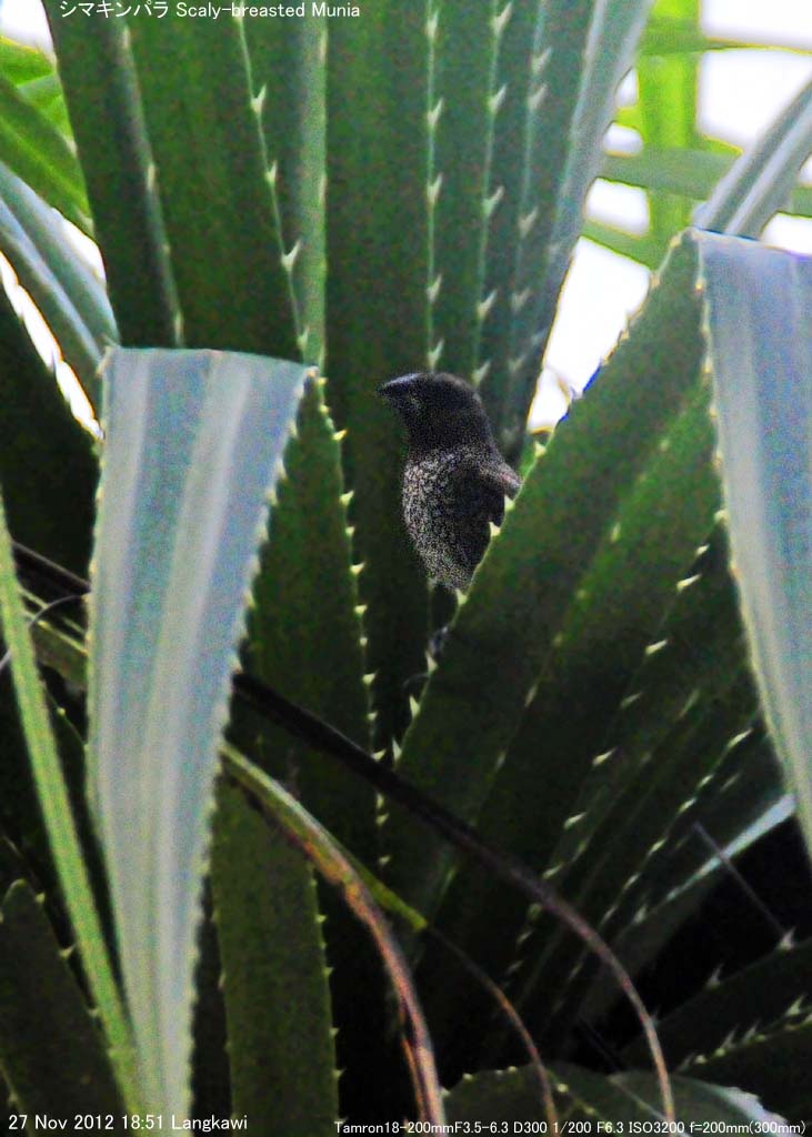 �V�}�L���p��