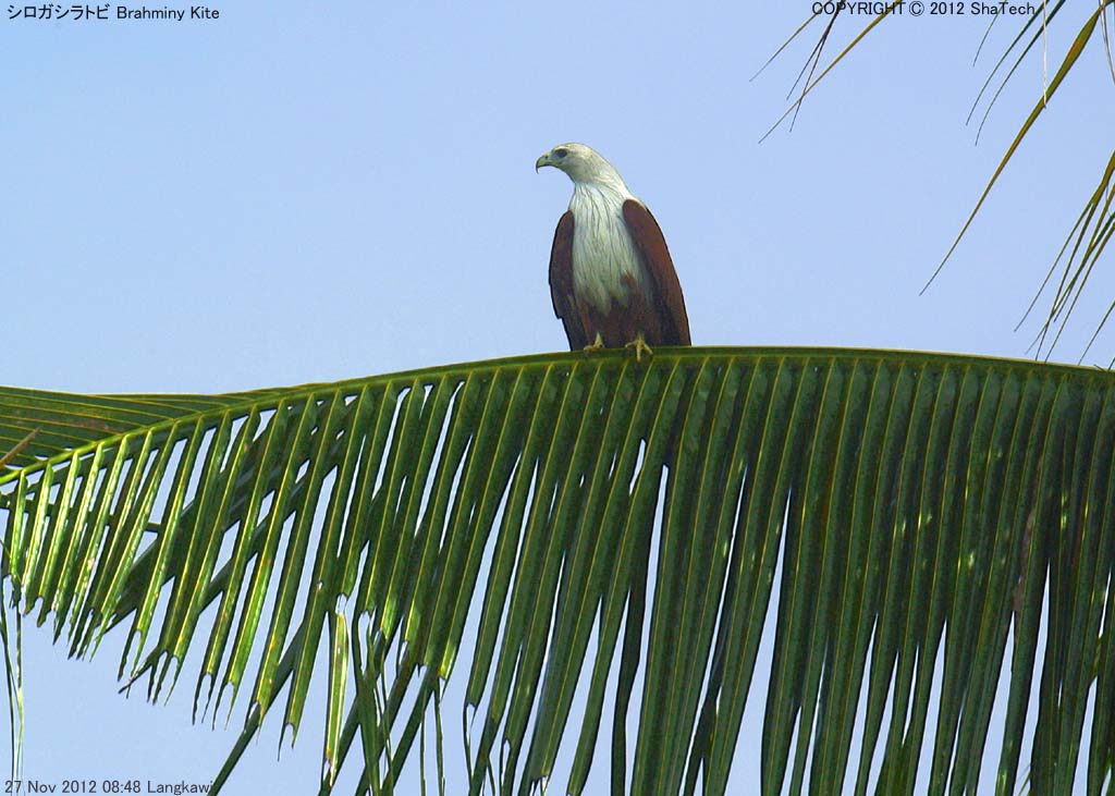 �V���K�V���g�r