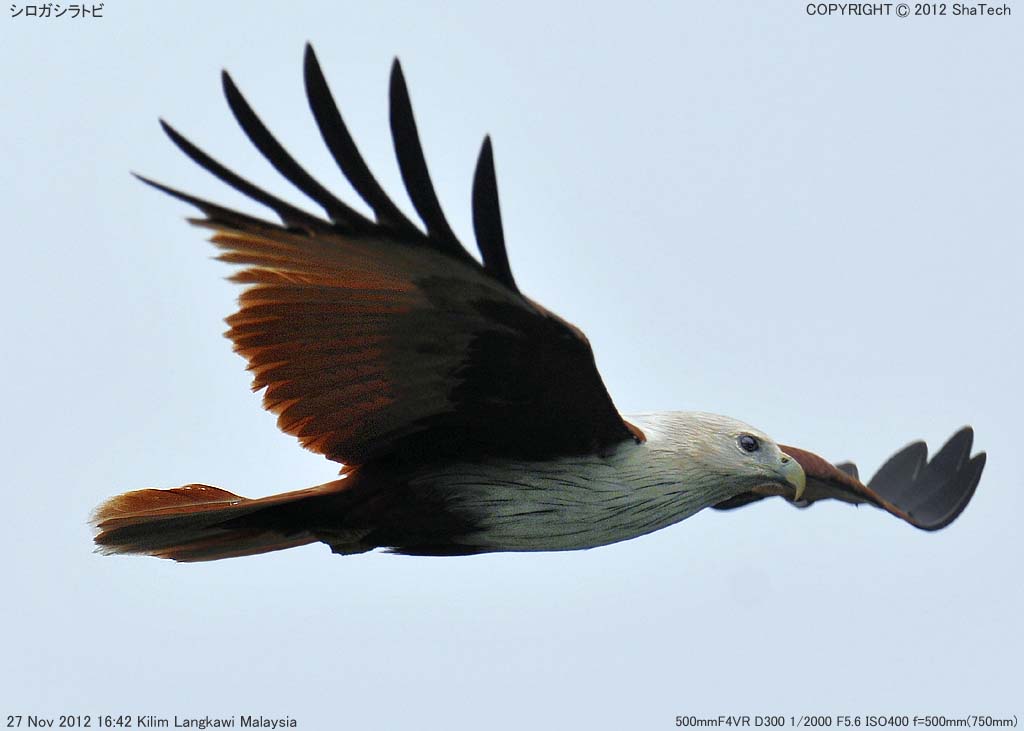 �V���K�V���g�r