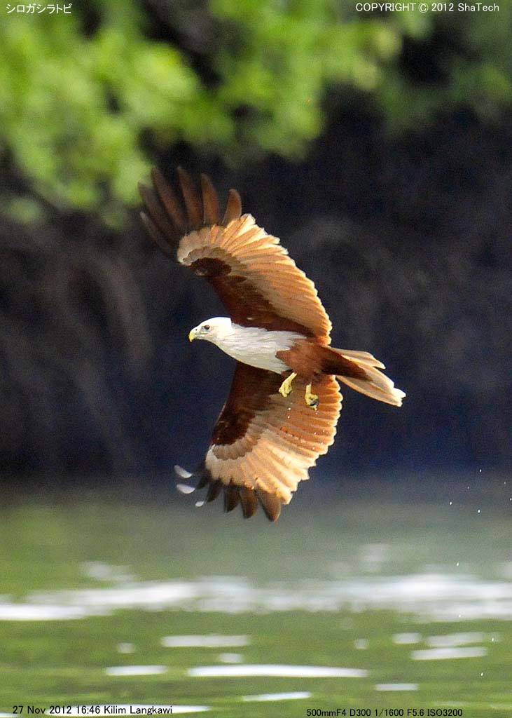 �V���K�V���g�r