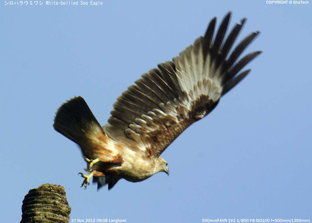 �V���K�V���g�r