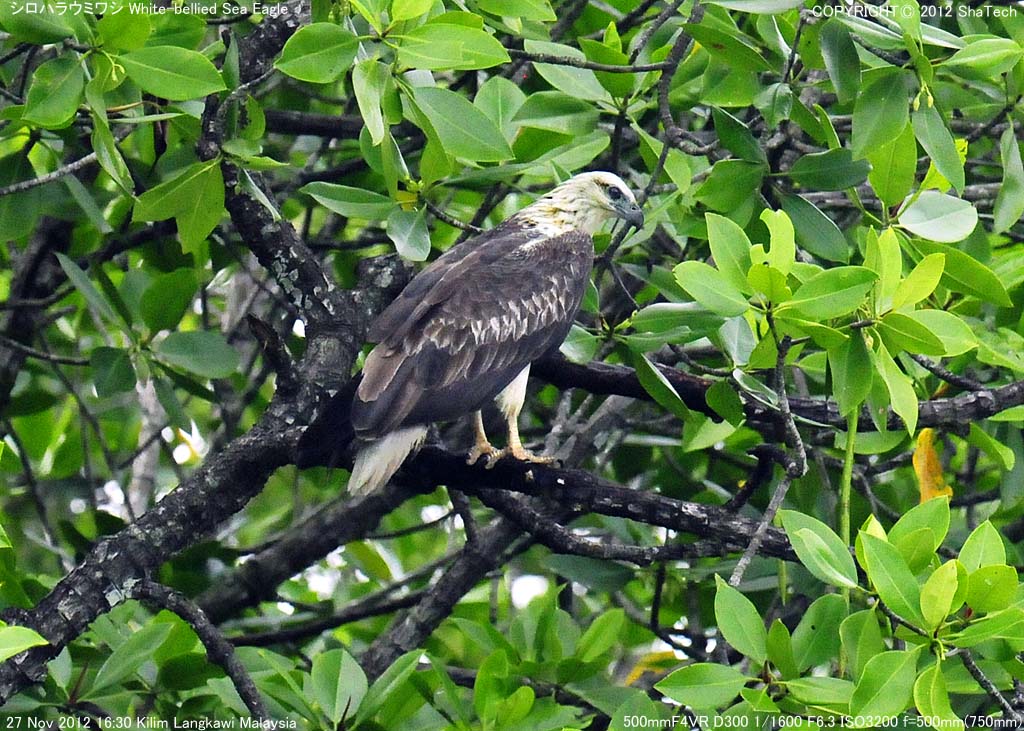 �V���n���E�~���V