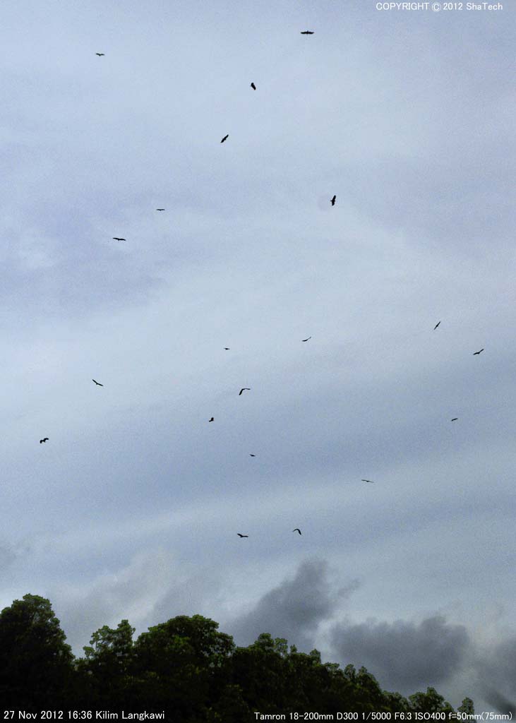 �V���K�V���g�r�̃^�J��