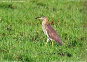 �A�J�K�V���T�M