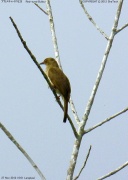 �A�J���`���C���q��