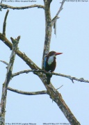 �A�I�V���E�r��