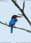 �A�I�V���E�r��