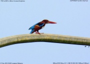 �A�I�V���E�r��