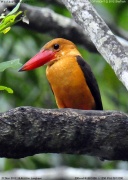 �`���o�l�R�E�n�V�V���E�r��