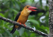 �`���o�l�R�E�n�V�V���E�r��