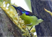 �`���m�h�R�o�V�^�C���E�`���E