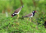 �C���h�g�T�J�Q��