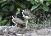 �C���h�g�T�J�Q��