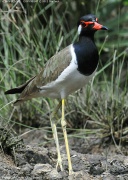 �C���h�g�T�J�Q��