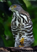 �J�������I�I�^�J