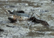 ���c�S���E�̒���