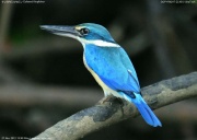 �i�����E�V���E�r��