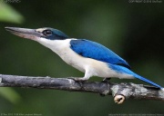 �i�����E�V���E�r��