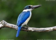 �i�����E�V���E�r��