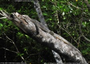 �I�I�g�J�Q