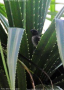 �V�}�L���p��