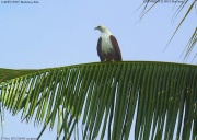 �V���K�V���g�r