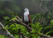 �V���K�V���g�r