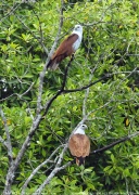 �V���K�V���g�r