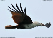 �V���K�V���g�r