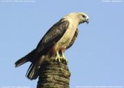 �V���n���E�~���V