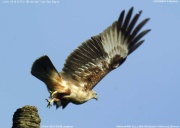 �V���n���E�~���V