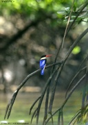 ���}�V���E�r��