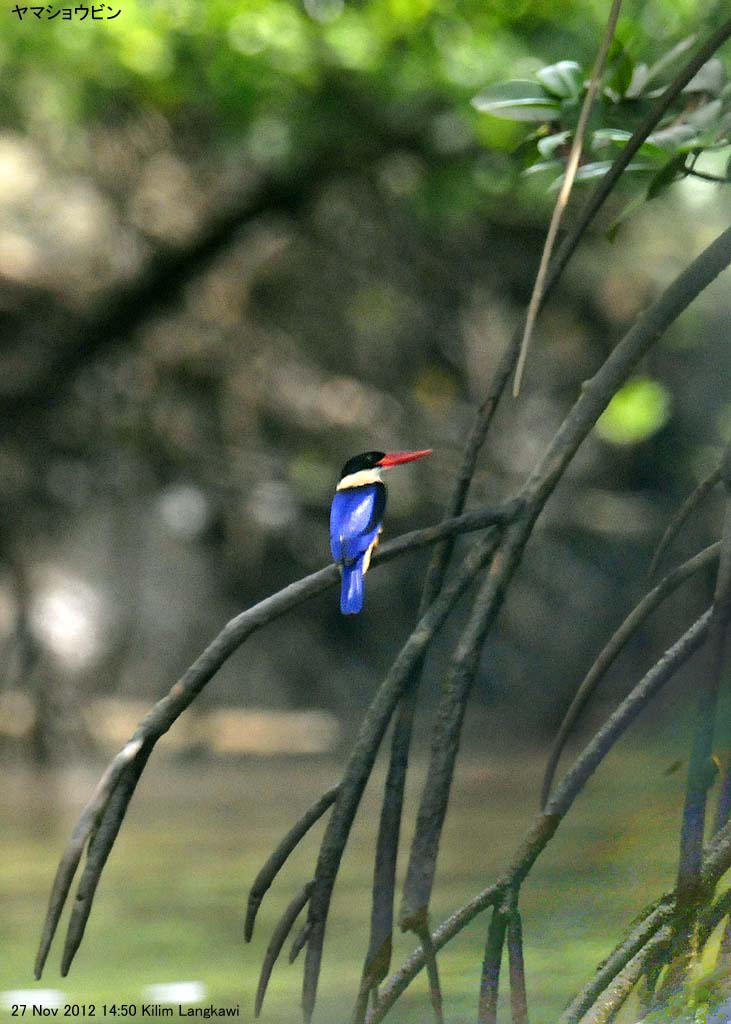 ���}�V���E�r��