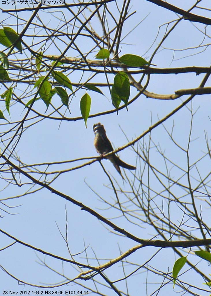 �R�V���q�Q�J�������A�}�c�o��