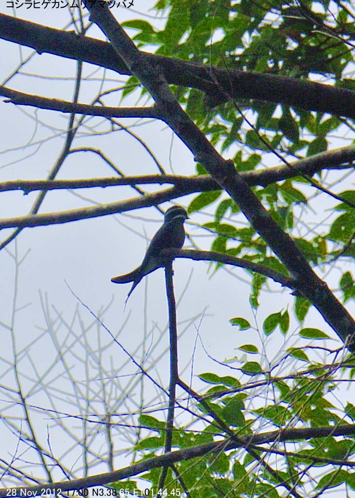 �R�V���q�Q�J�������A�}�c�o��