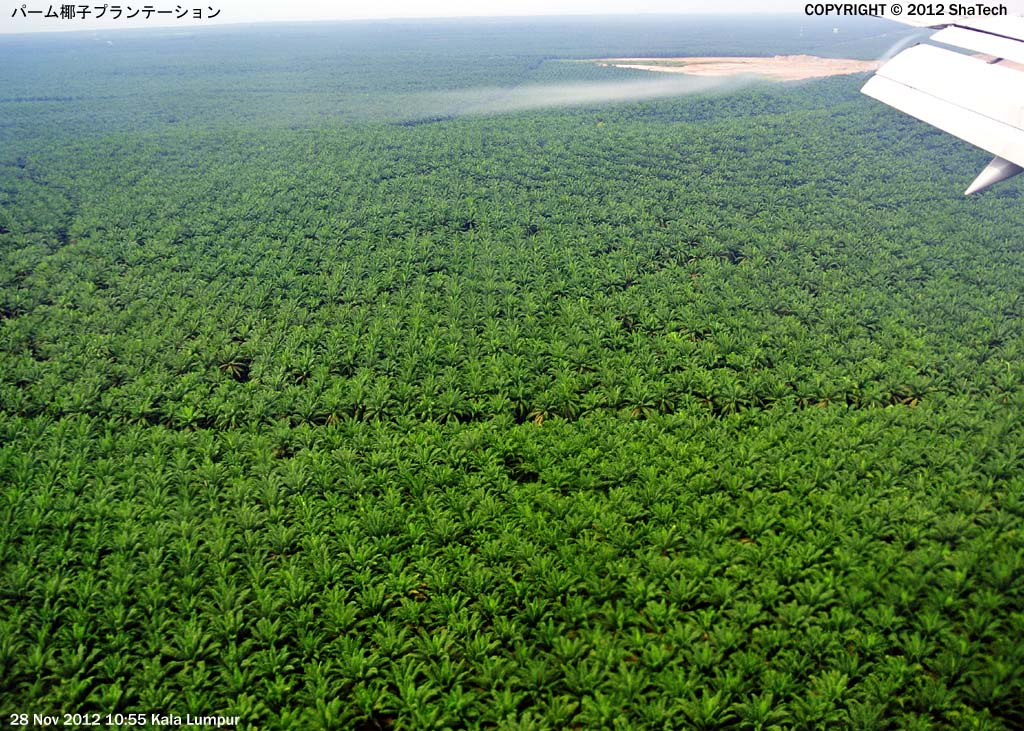 �p�[�����q�v�����e�[�V����