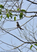 �R�V���q�Q�J�������A�}�c�o��