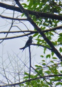 �R�V���q�Q�J�������A�}�c�o��